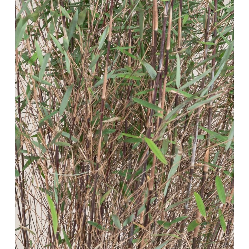Fargesia sp Jiuzhaigou Deep Purple (Bambou non traçant)