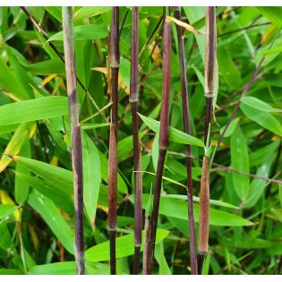 Fargesia sp Jiuzhaigou Deep Purple (Bambou non traçant)