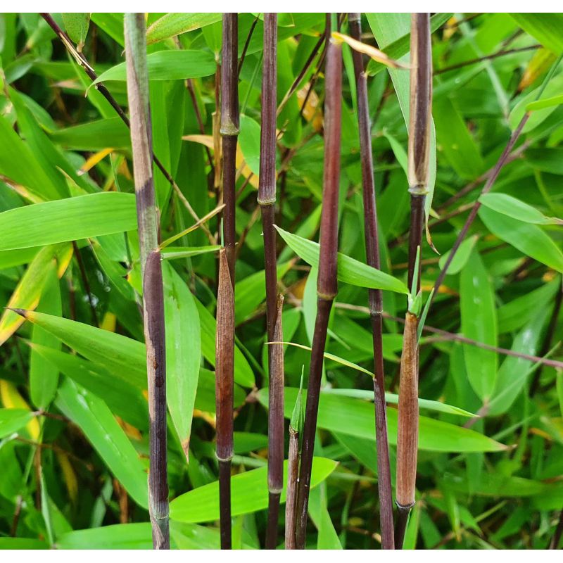 Fargesia sp Jiuzhaigou Deep Purple (Bambou non traçant)