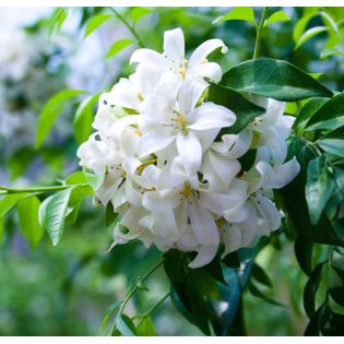 Murraya paniculata (Buis de Chine, Bois jasmin, Oranger jasmin)