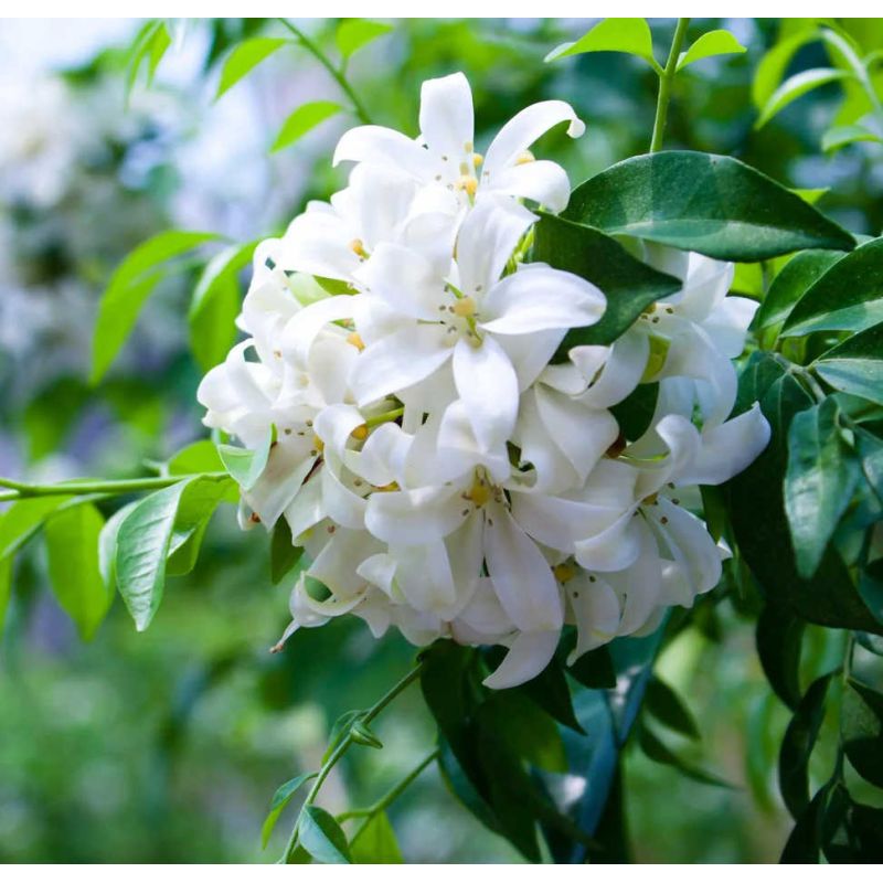 Murraya paniculata (Buis de Chine, Bois jasmin, Oranger jasmin)