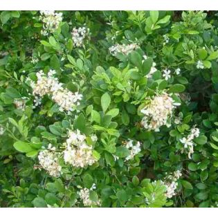 Murraya paniculata (Buis de Chine, Bois jasmin, Oranger jasmin)