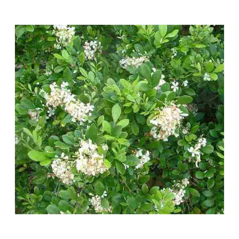 Murraya paniculata (Buis de Chine, Bois jasmin, Oranger jasmin)