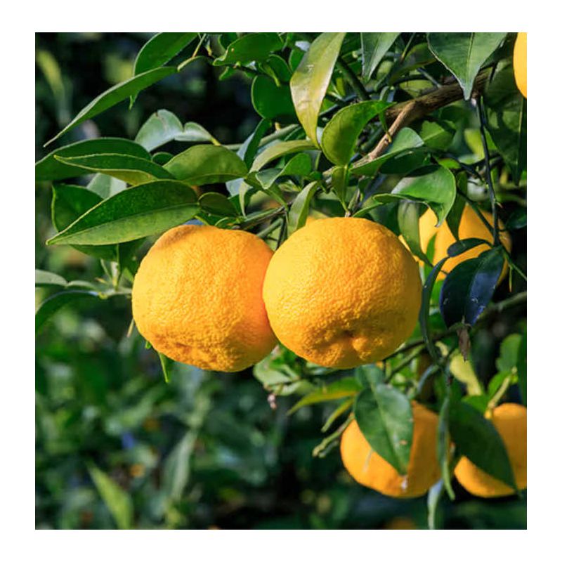 Agrumes citrus junos Yuzu 5 (citronYuzu)