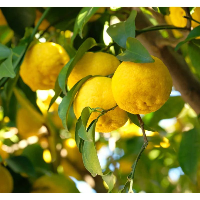 Agrumes citrus junos Yuzu 5 (citronYuzu)