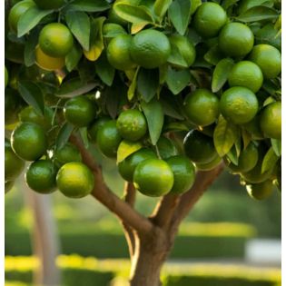 Citrus aurantifolia bears (citron vert gros fruit)