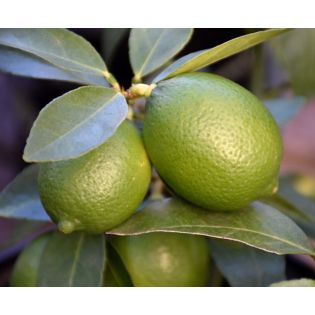 Citrus aurantifolia bears (citron vert gros fruit)