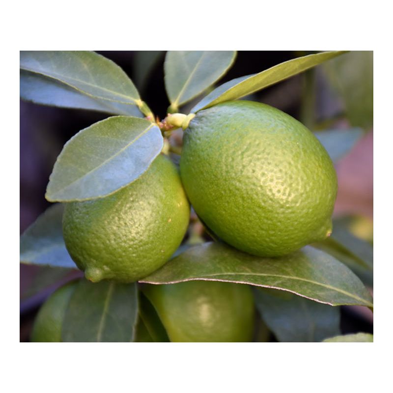 Citrus aurantifolia bears (citron vert gros fruit)