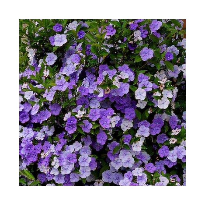 Brunfelsia pauciflora (Hier, aujourd'hui, demain - Brunfelsie)