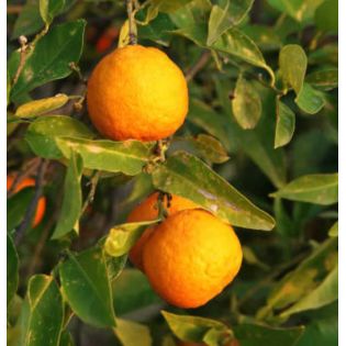 Citrus aurantium (Orange amère/bigaradier)