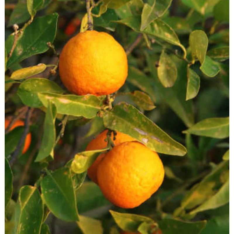 Citrus aurantium (Orange amère/bigaradier)