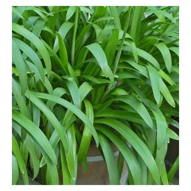 Agapanthe royale beauté (Agapanthe)