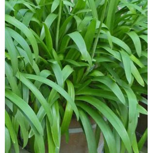 Agapanthus praecox (Agapanthe)