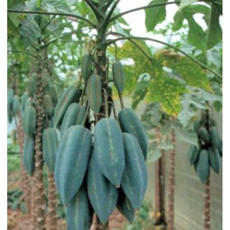 Carica pentagona (syn. Carica × heilbornii var. pentagona) : Babaco