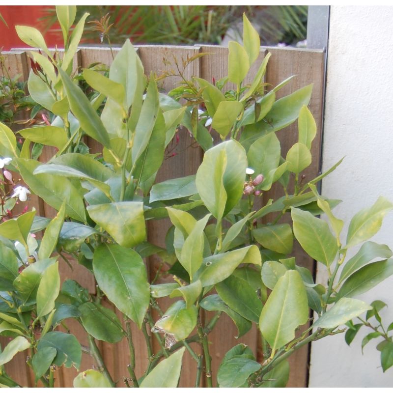 Citrus x sinensis 'Arcobal' ( l'orange Tigre)