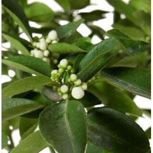 Citrus medica digitata (main de Bouddha)