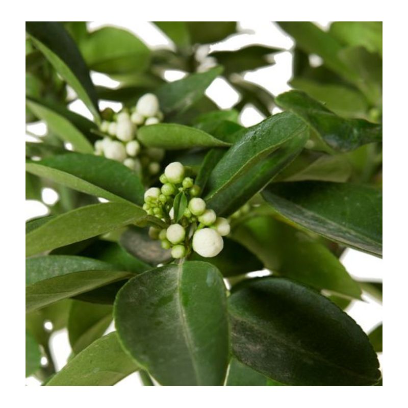 Citrus medica digitata (main de Bouddha)