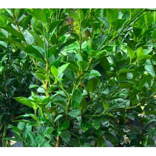 Citrus aurantifolia (citron vert)