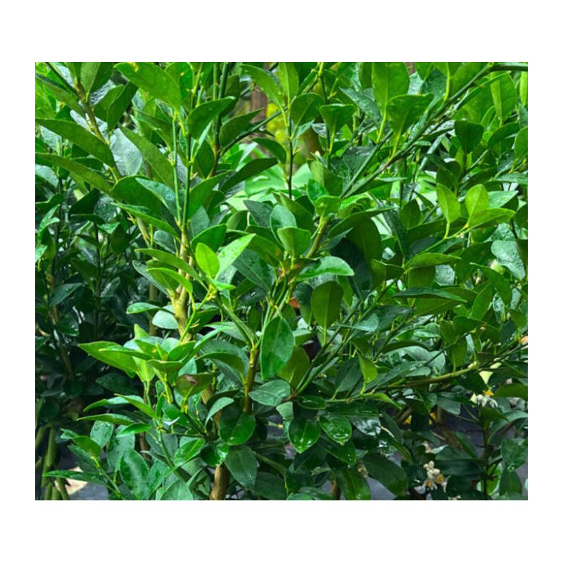 Citrus aurantifolia (citron vert)