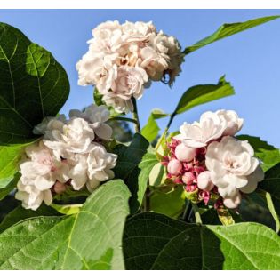 Clerodendrum fragrans (syn. C. philippinum) Clérodendron