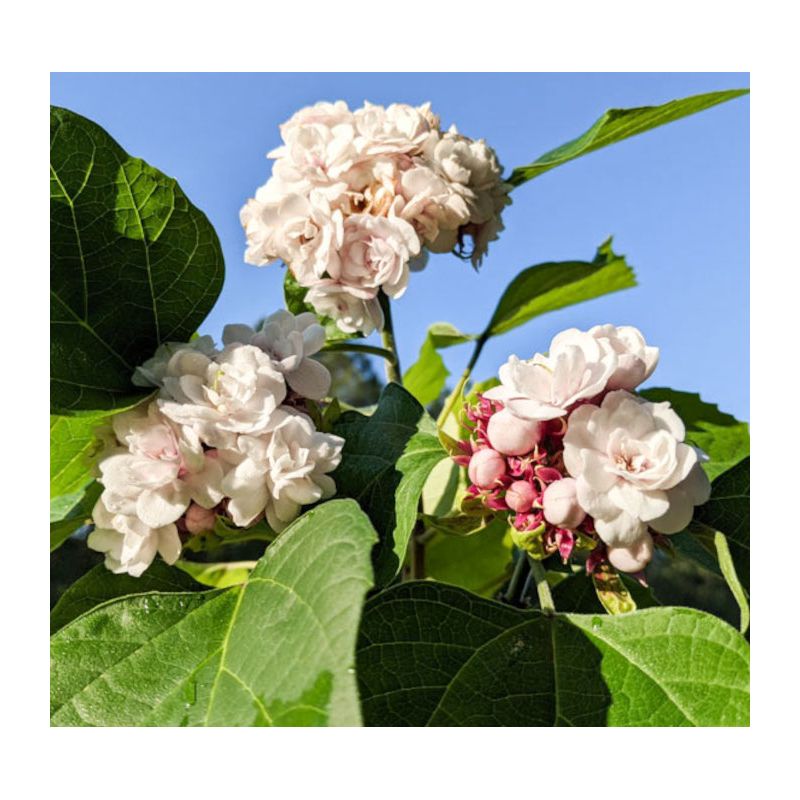 Clerodendrum fragrans (syn. C. philippinum) Clérodendron