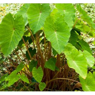 Colocasia esculenta var. Chine rose (Oreille d'éléphant)