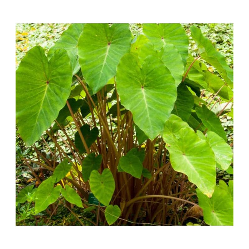 Colocasia esculenta var. Chine rose (Oreille d'éléphant)