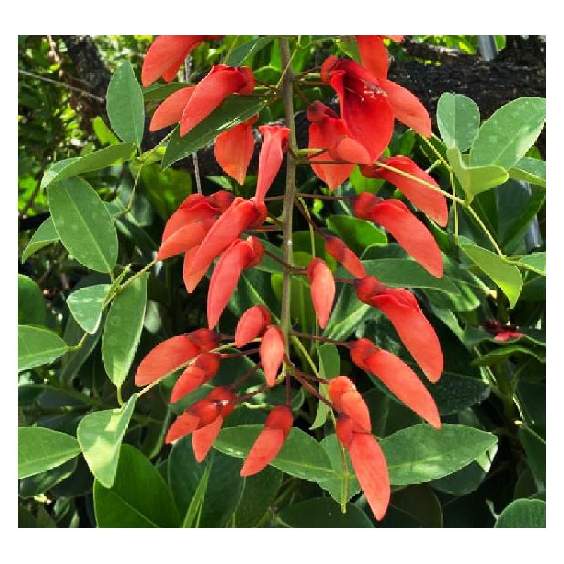 Erythrina crista-galli