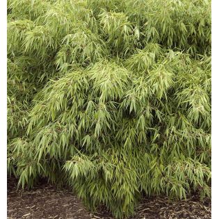 Fargesia "Rufa" (Bambou non traçant)