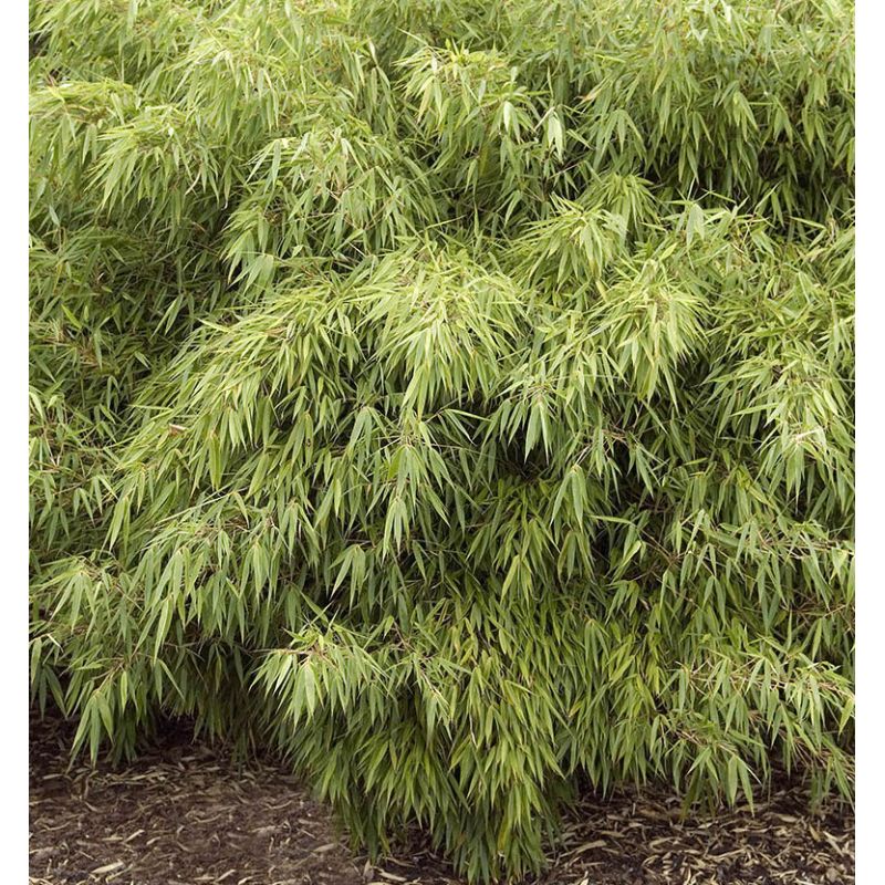 Fargesia "Rufa" (Bambou non traçant)