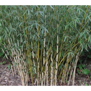 Fargesia Robusta 'Pingwu' 