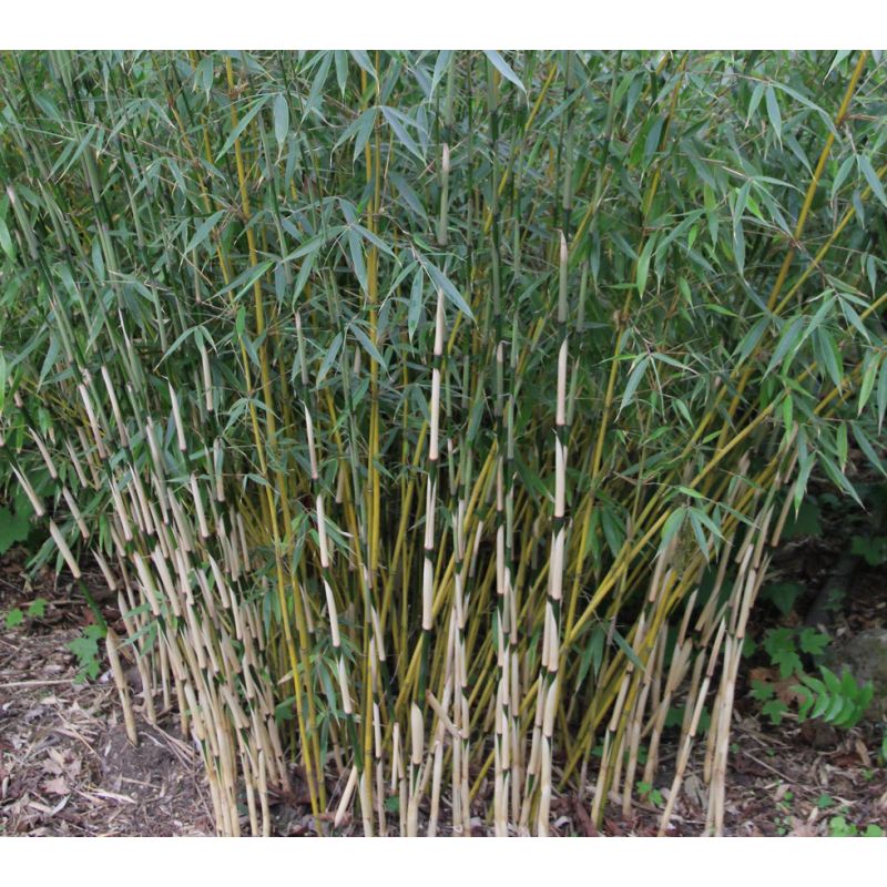 Fargesia Robusta 'Pingwu' 