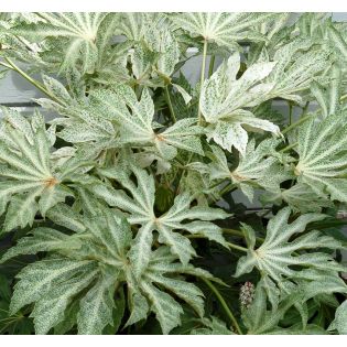Fatsia japonica "spider web" (Aralia du japon)
