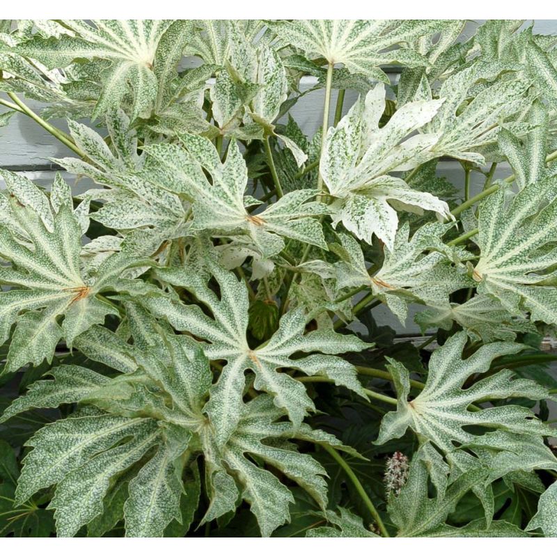 Fatsia japonica "spider web" (Aralia du japon)