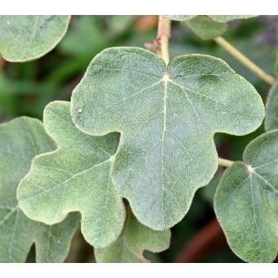 Fremontodendron californicum