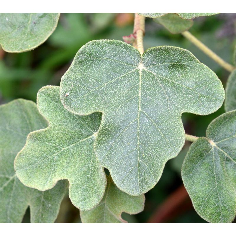 Fremontodendron californicum