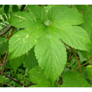 Humulus lupulus (houblon)