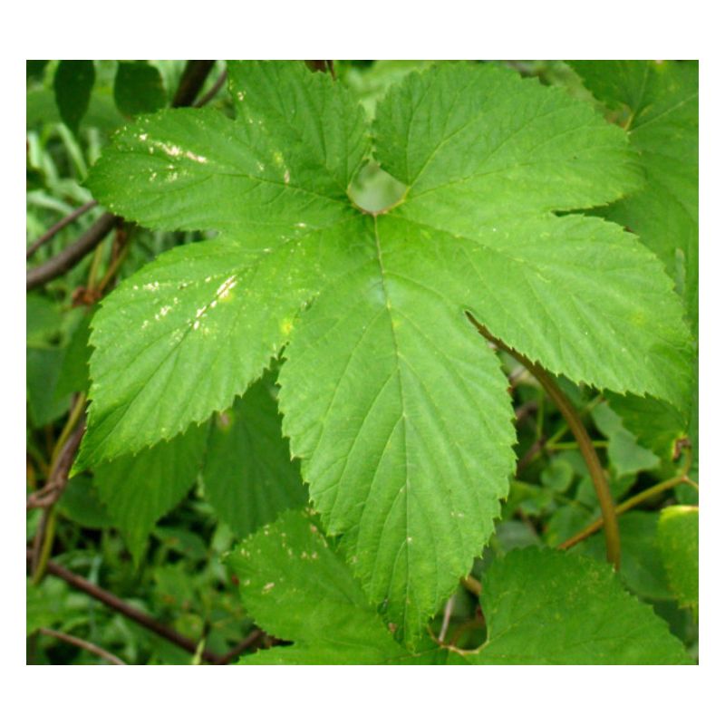 Humulus lupulus (houblon)