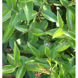 Jasminum nitidum (Jasmin Aile d'Ange)