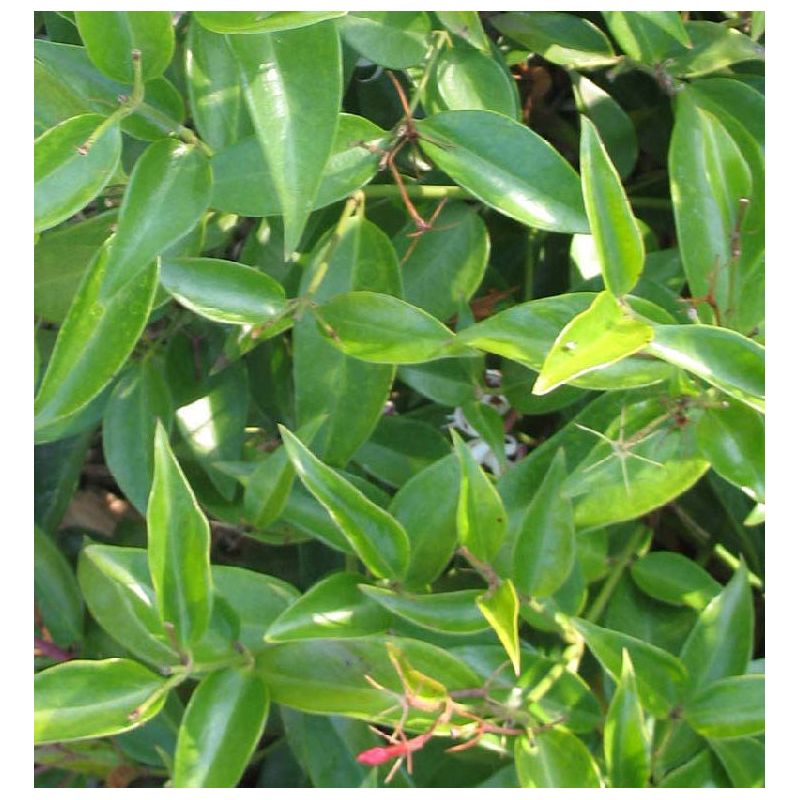 Jasminum nitidum (Jasmin Aile d'Ange)