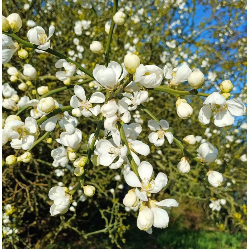 Poncirus trifoliata (citron du nord)