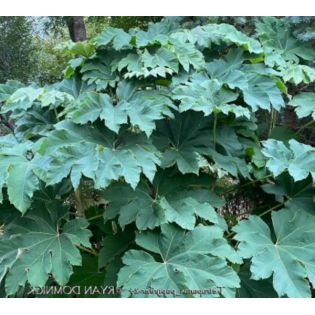Tetrapanax papyrifer (Arbre à papier de riz)