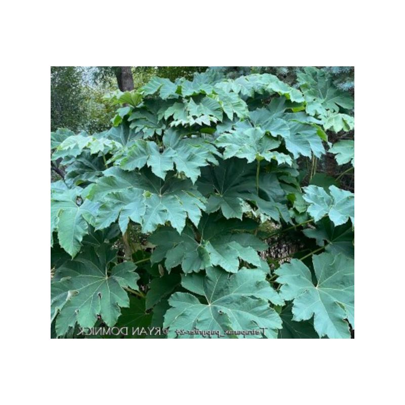 Tetrapanax papyrifer (Arbre à papier de riz)