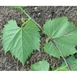 Vigne à raisin rouge sans pépins (Vitis Vanessa)