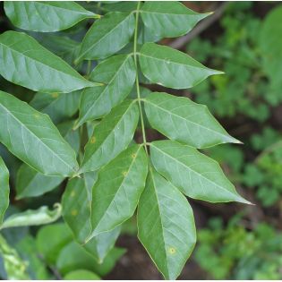 Glycine sinensis var. Flore Pleno (Glycine de Chine)
