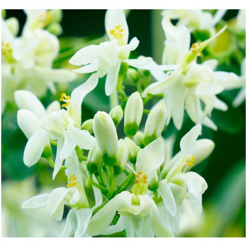Moringa oleifera ADULTE (arbre de vie)