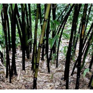 Phyllostachys nigra (bambou noir)