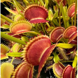 Dionée muscipula (Dionée, Attrape-mouches de Vénus)