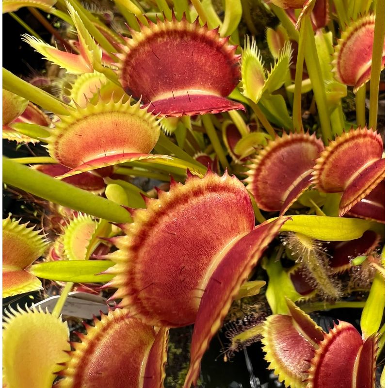 Dionée muscipula (Dionée, Attrape-mouches de Vénus)