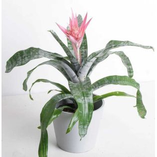 Aechmea fasciata